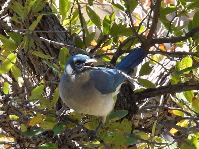 Mexican Jay - ML430572421