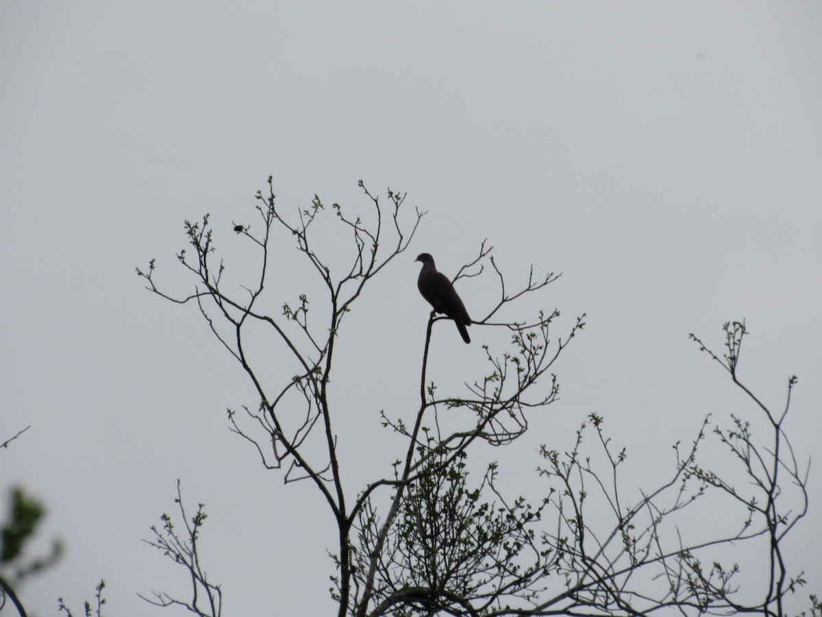 Red-billed Pigeon - ML43057271