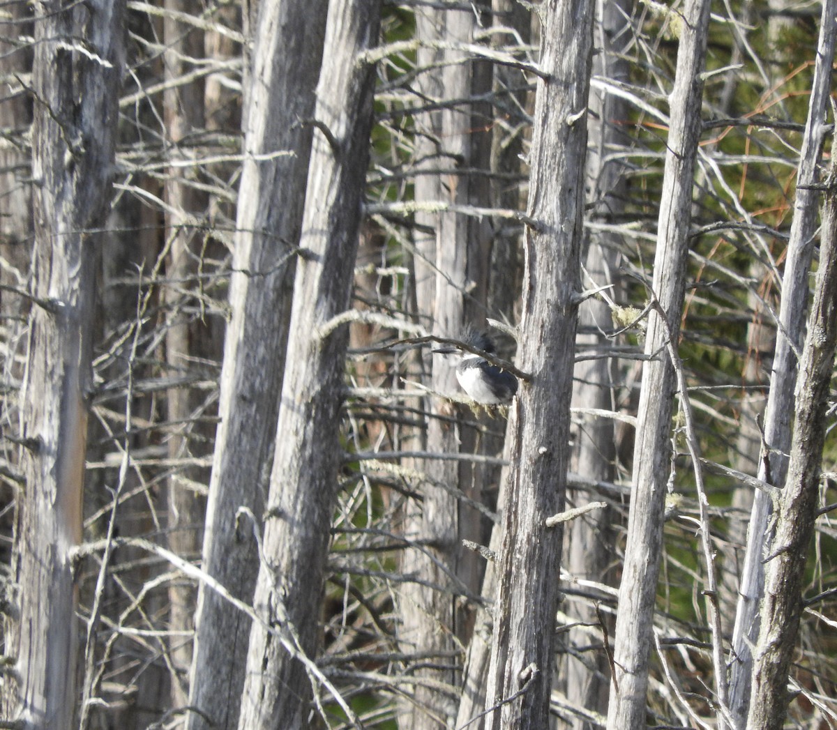 Belted Kingfisher - ML430572971