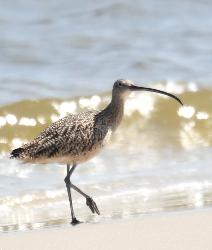 Long-billed Curlew - ML430573601