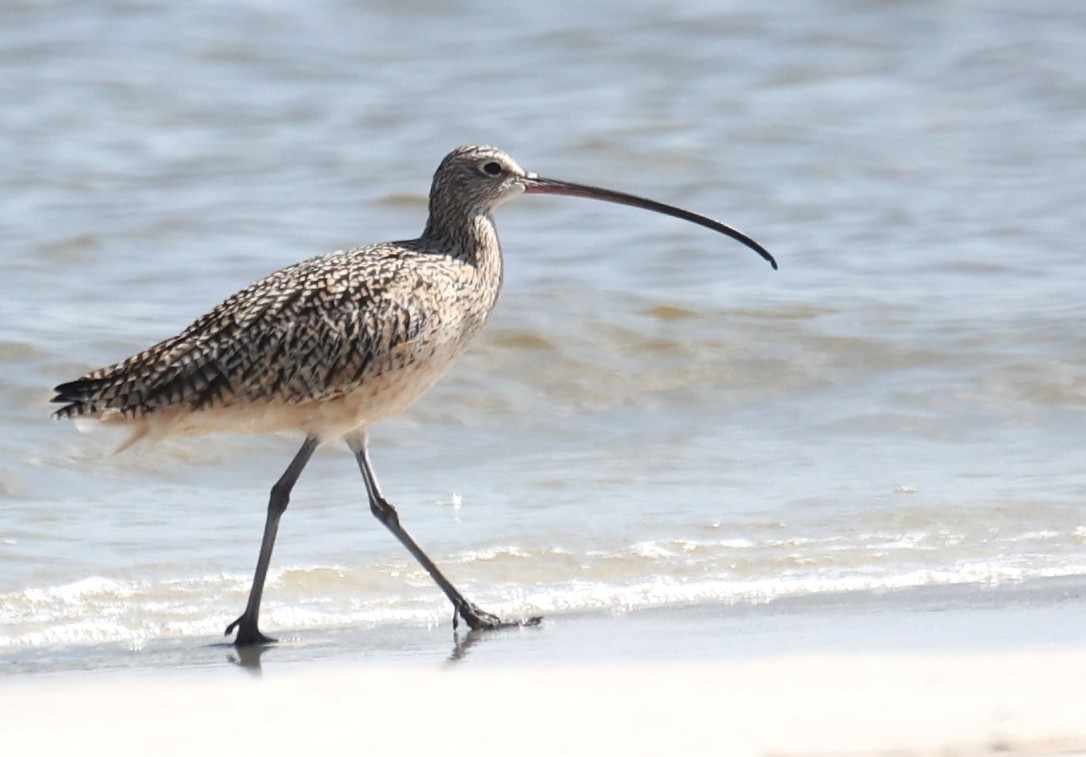Long-billed Curlew - ML430573611