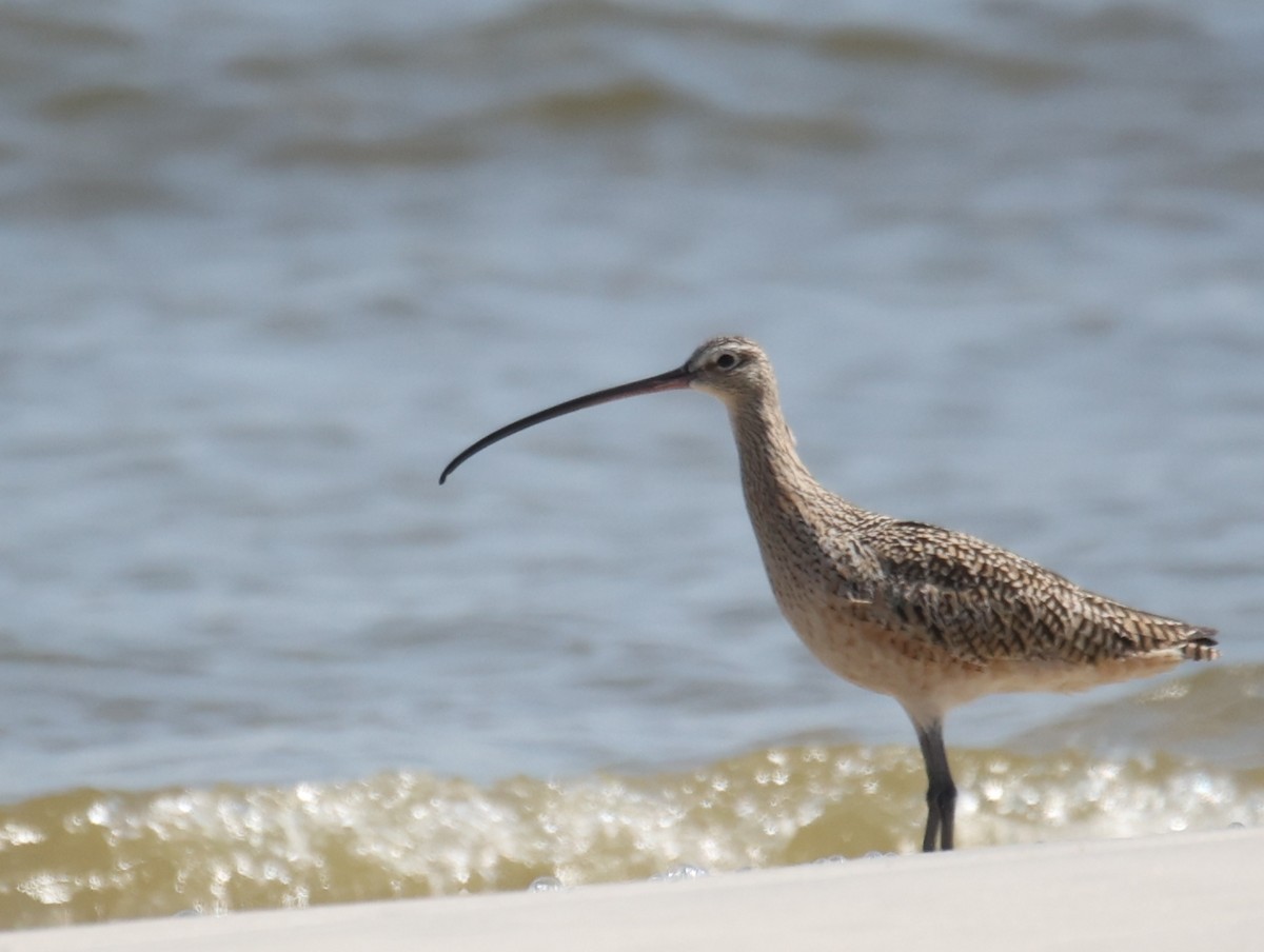 Long-billed Curlew - ML430573621