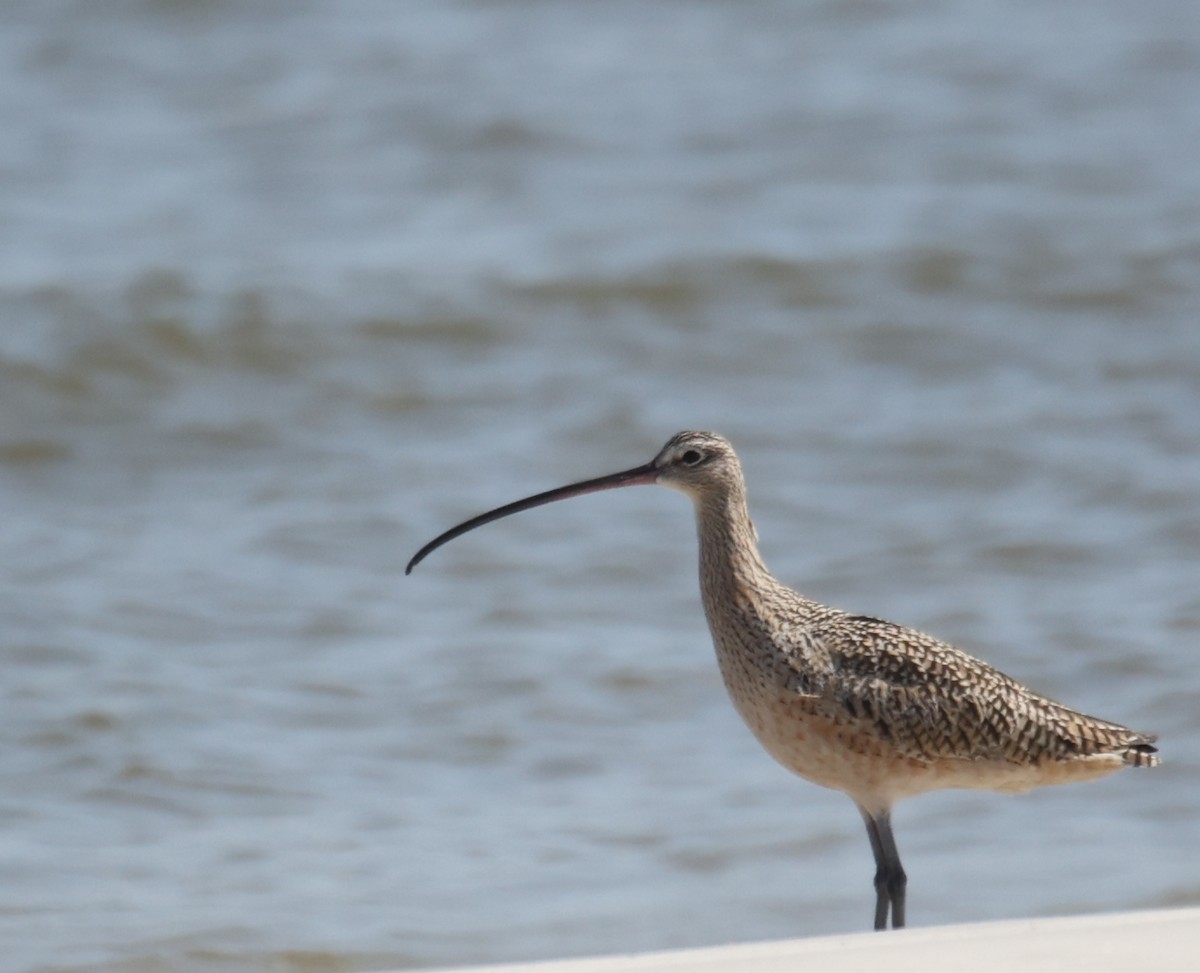 Long-billed Curlew - ML430573631
