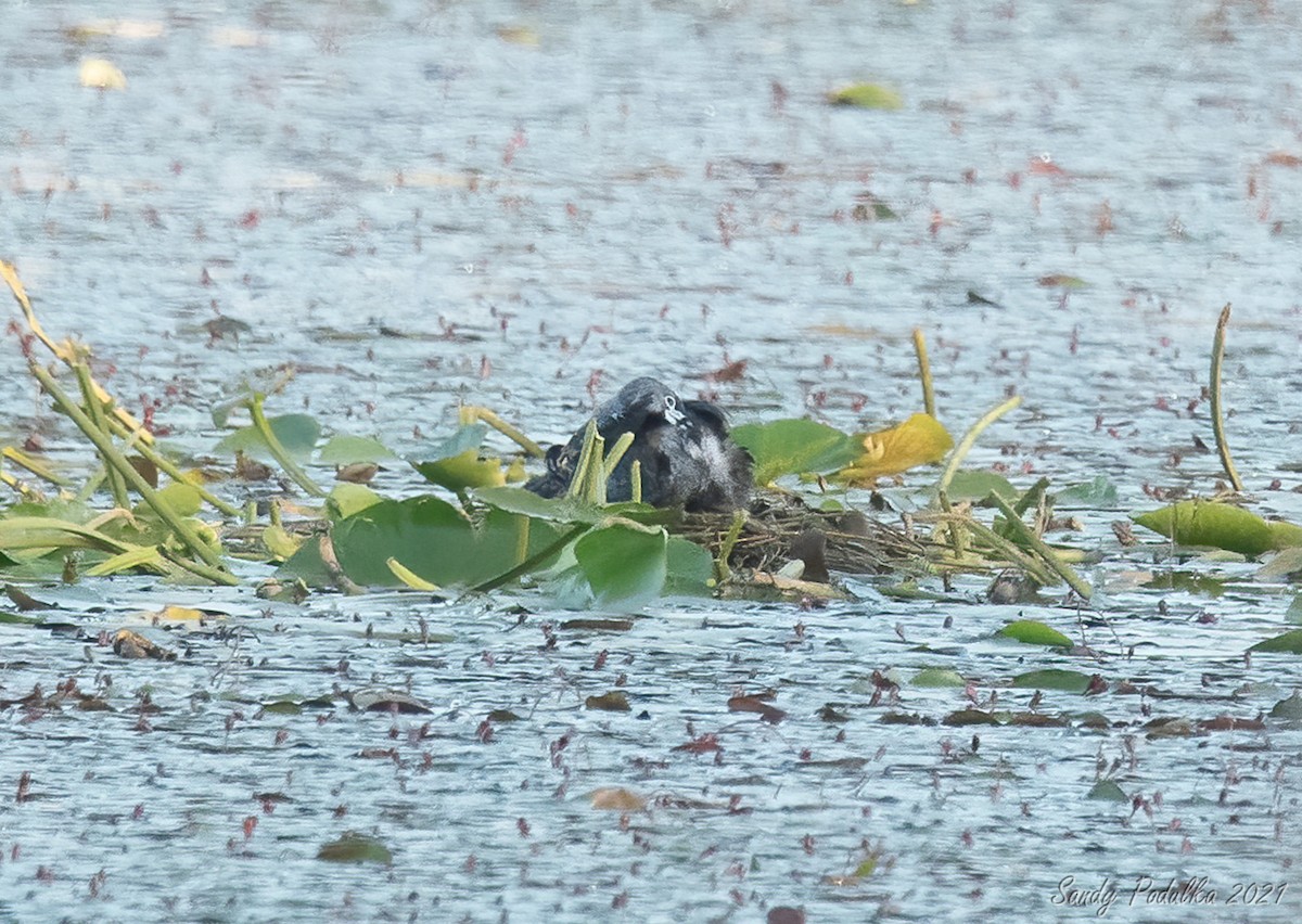 Pied-billed Grebe - ML430573651