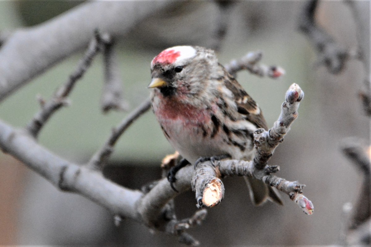 Common Redpoll - ML430574691