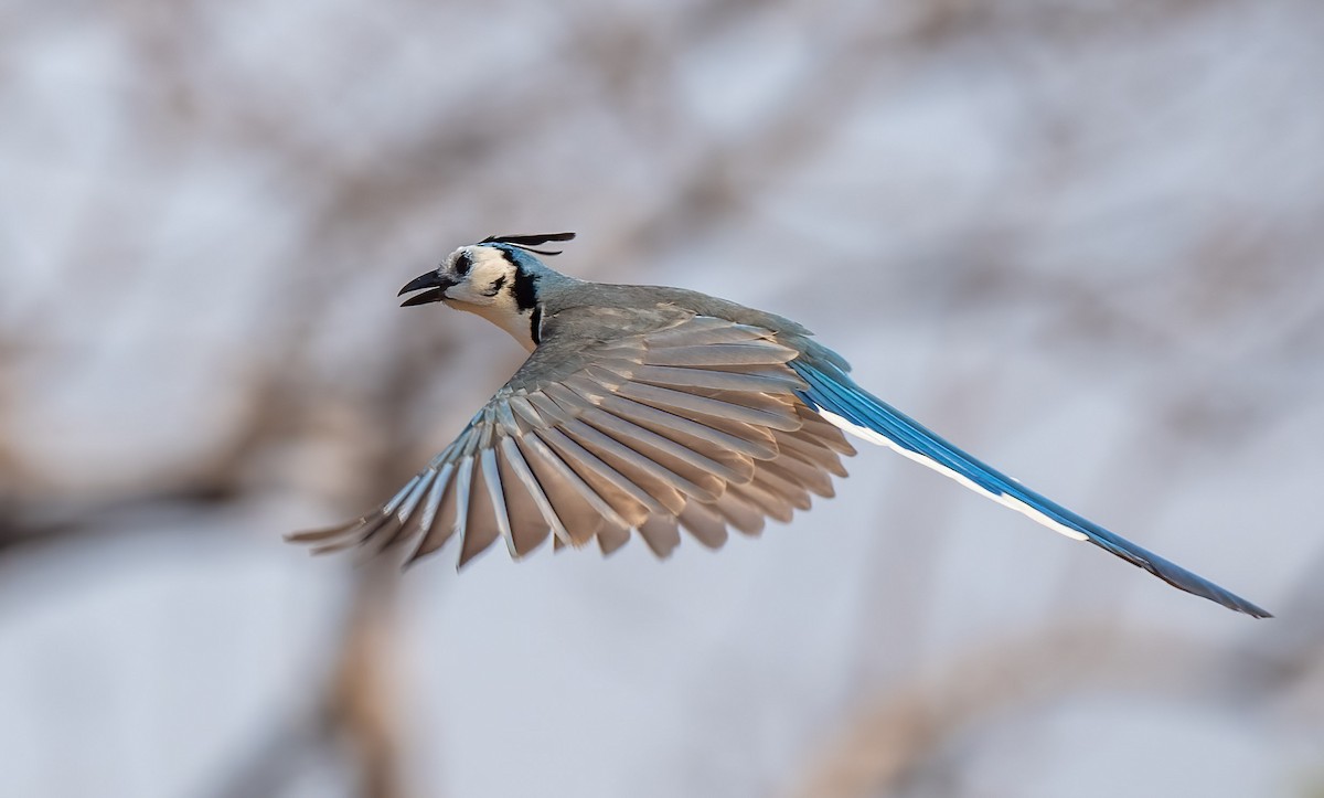 White-throated Magpie-Jay - ML430575711
