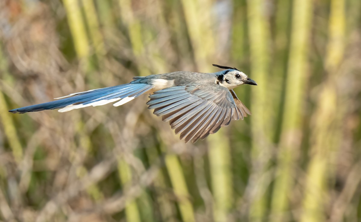 White-throated Magpie-Jay - ML430575731