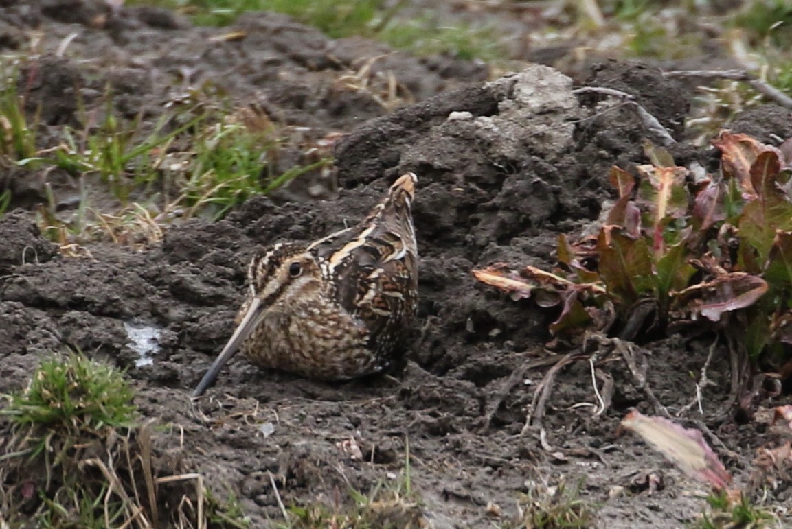 Wilson's Snipe - ML430576501