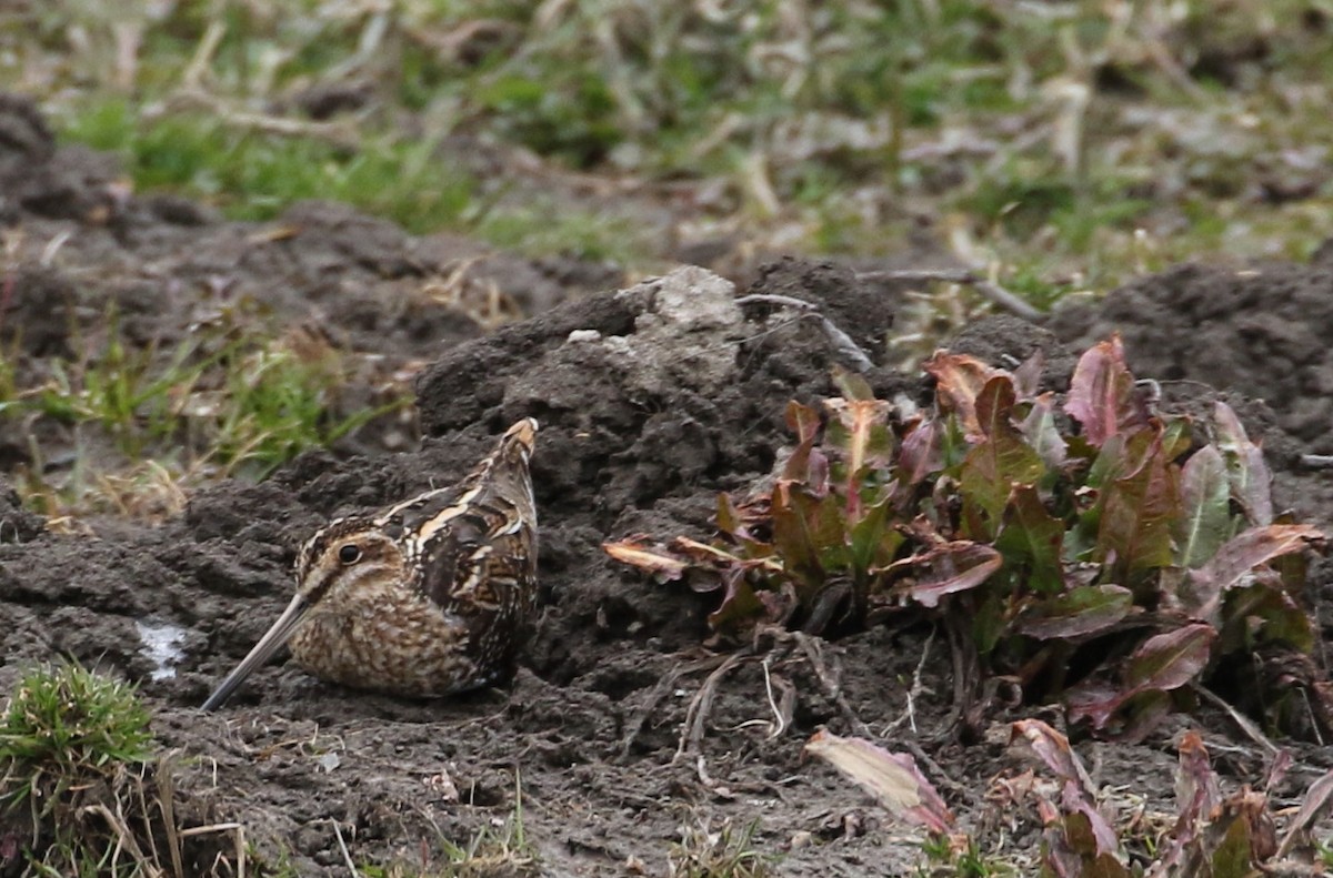 Wilson's Snipe - ML430576511