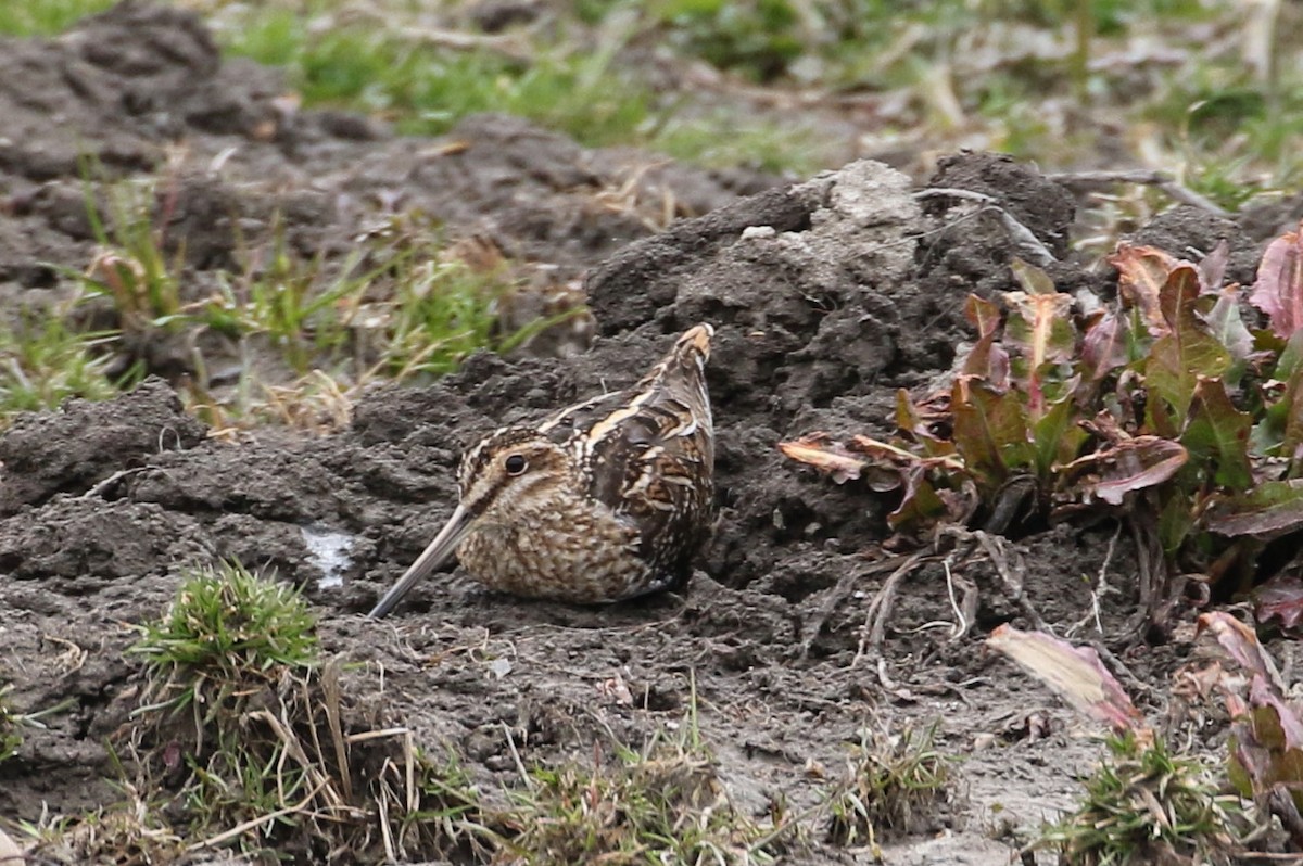 Wilson's Snipe - ML430576531