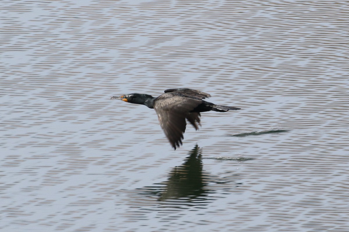 Double-crested Cormorant - ML430576631