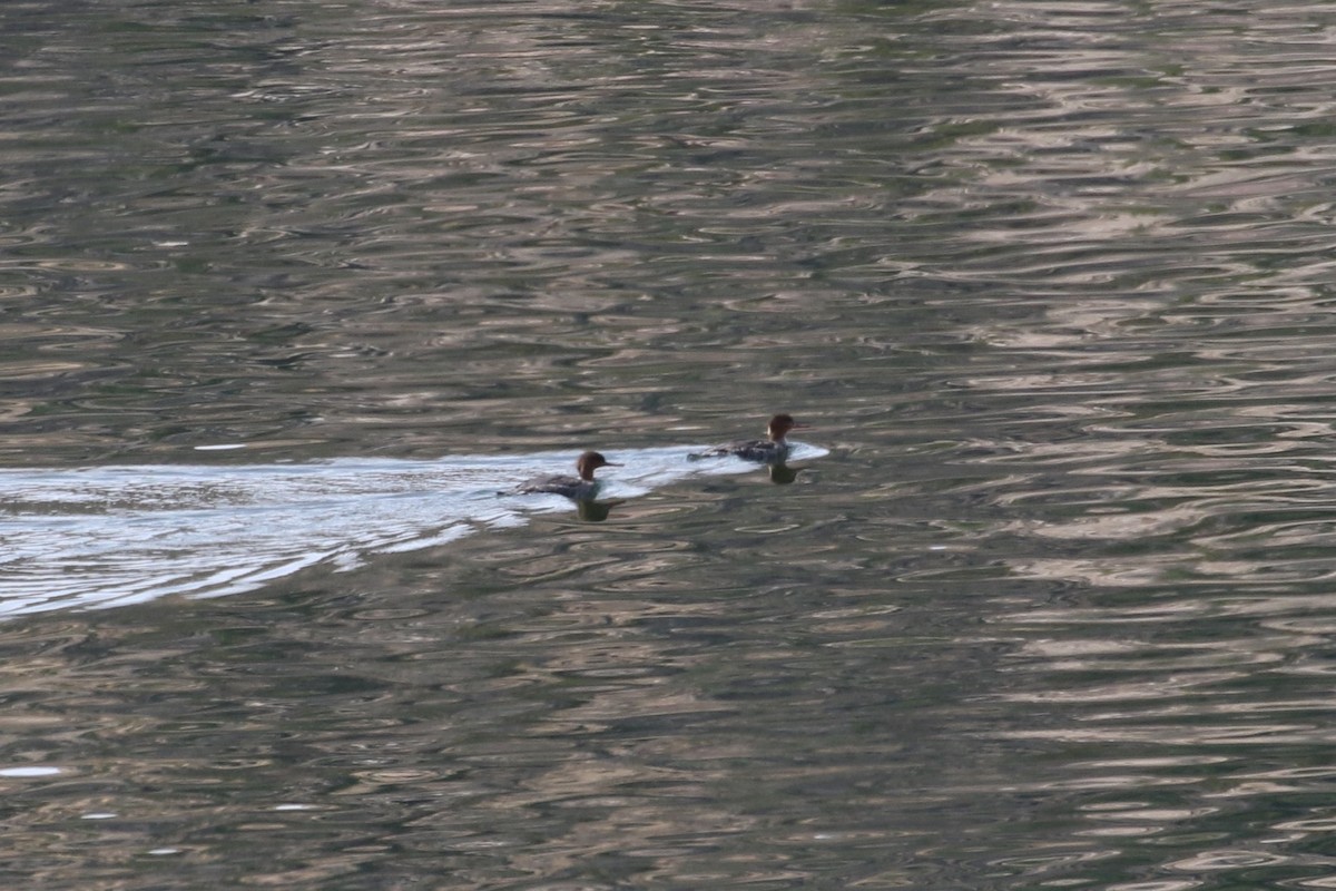 Red-breasted Merganser - ML430576721