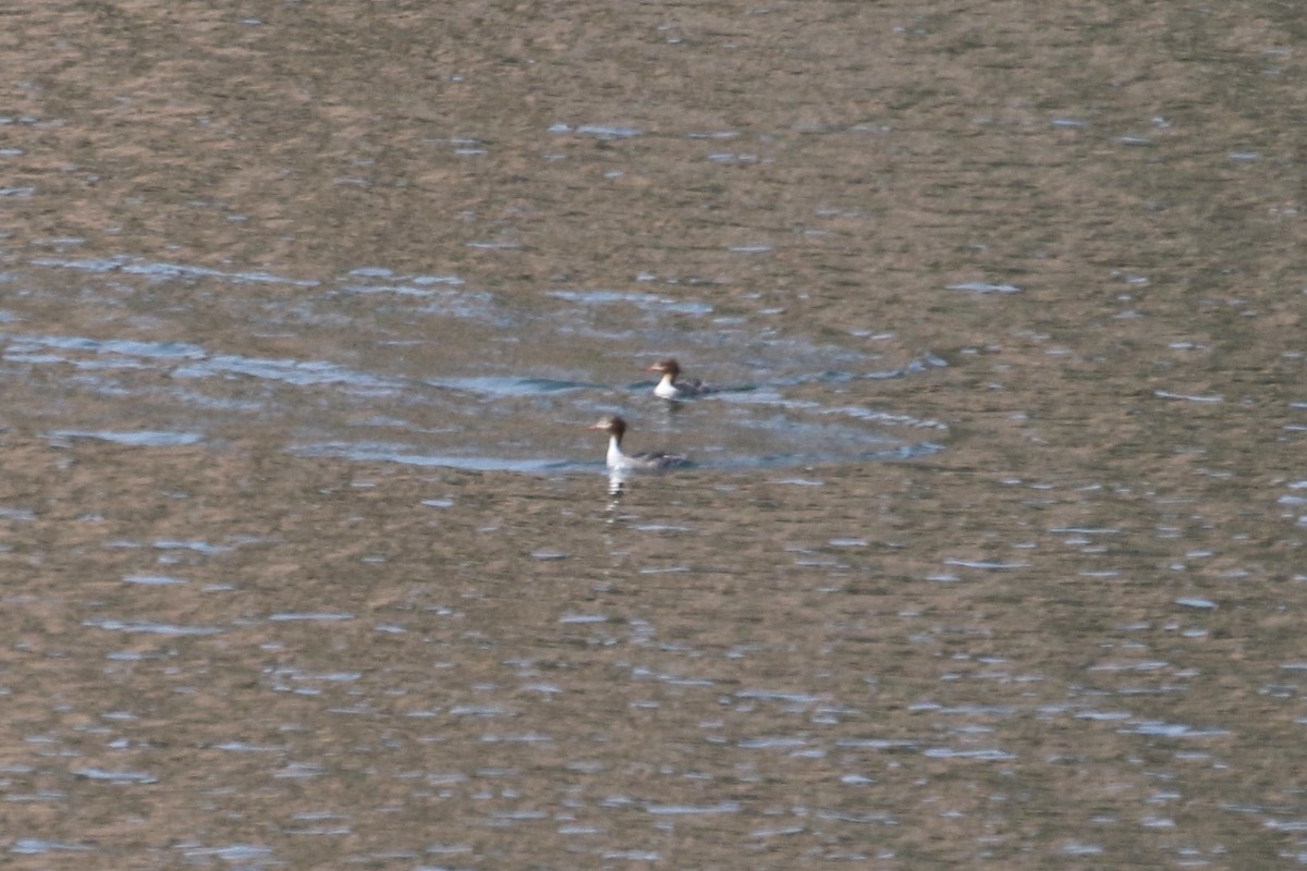 Red-breasted Merganser - ML430576731