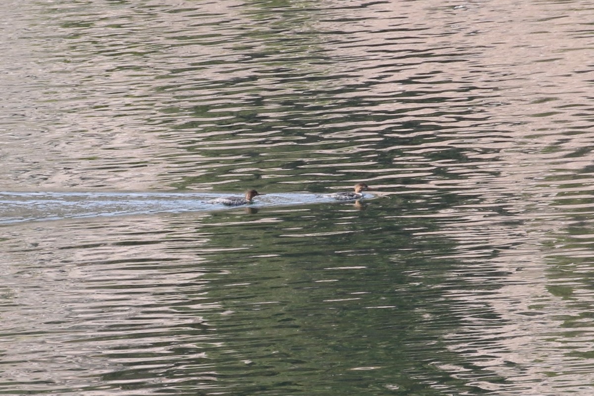 Red-breasted Merganser - ML430576741