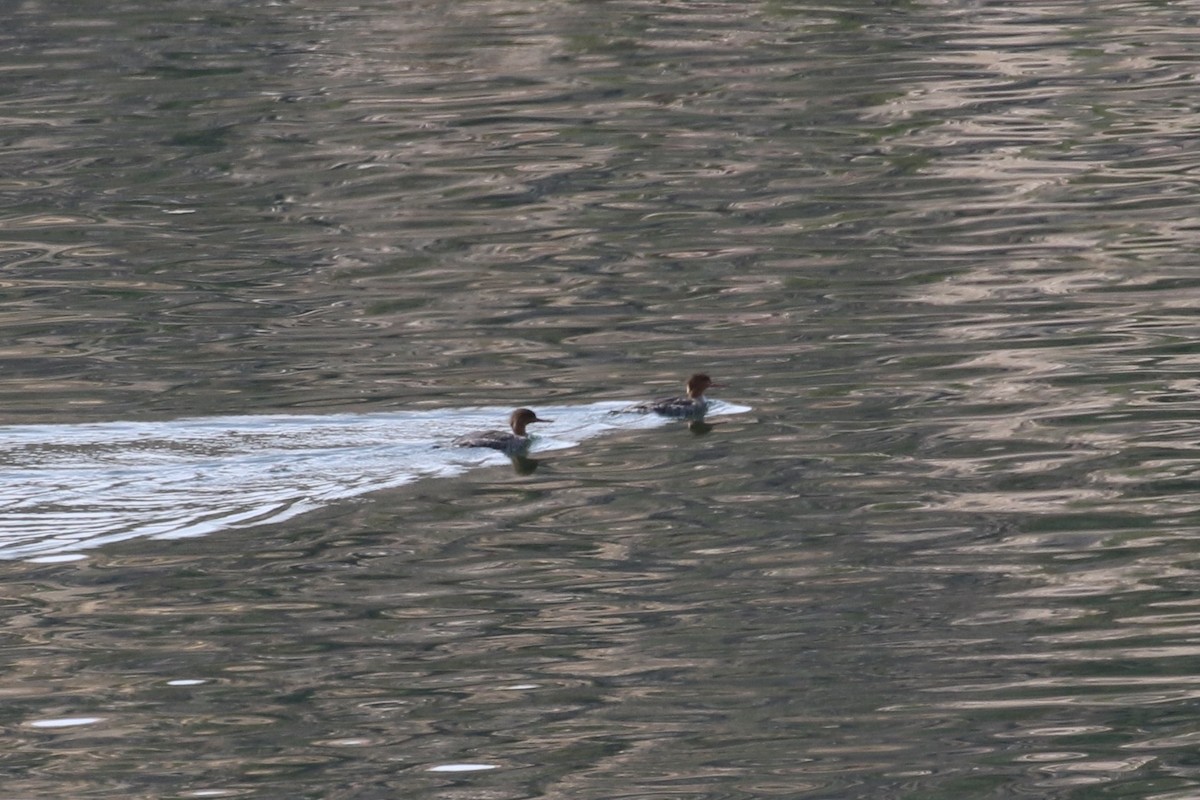 Red-breasted Merganser - ML430576751