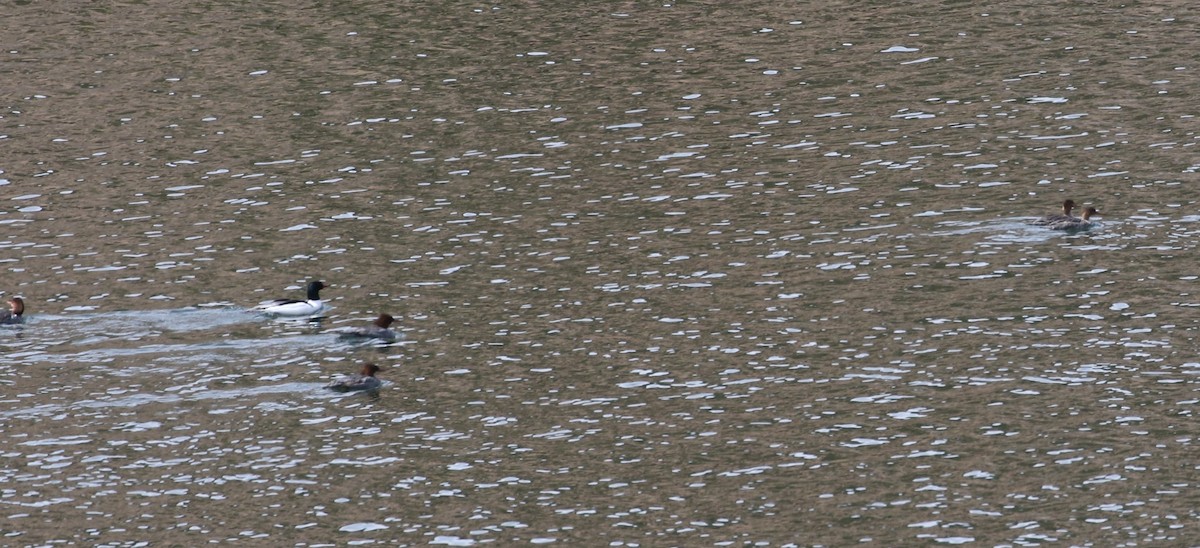 Red-breasted Merganser - ML430576761