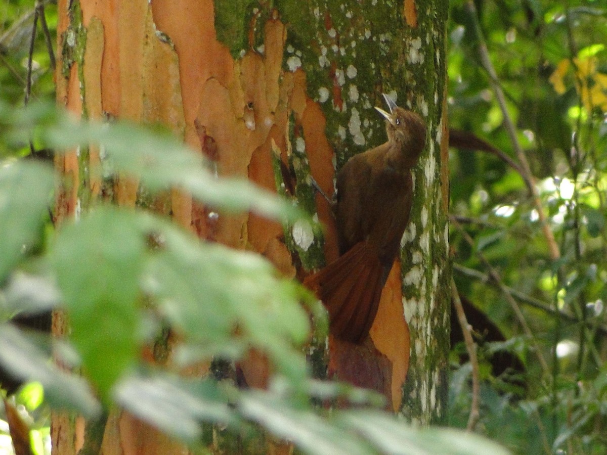 Plain-winged Woodcreeper - ML430577301