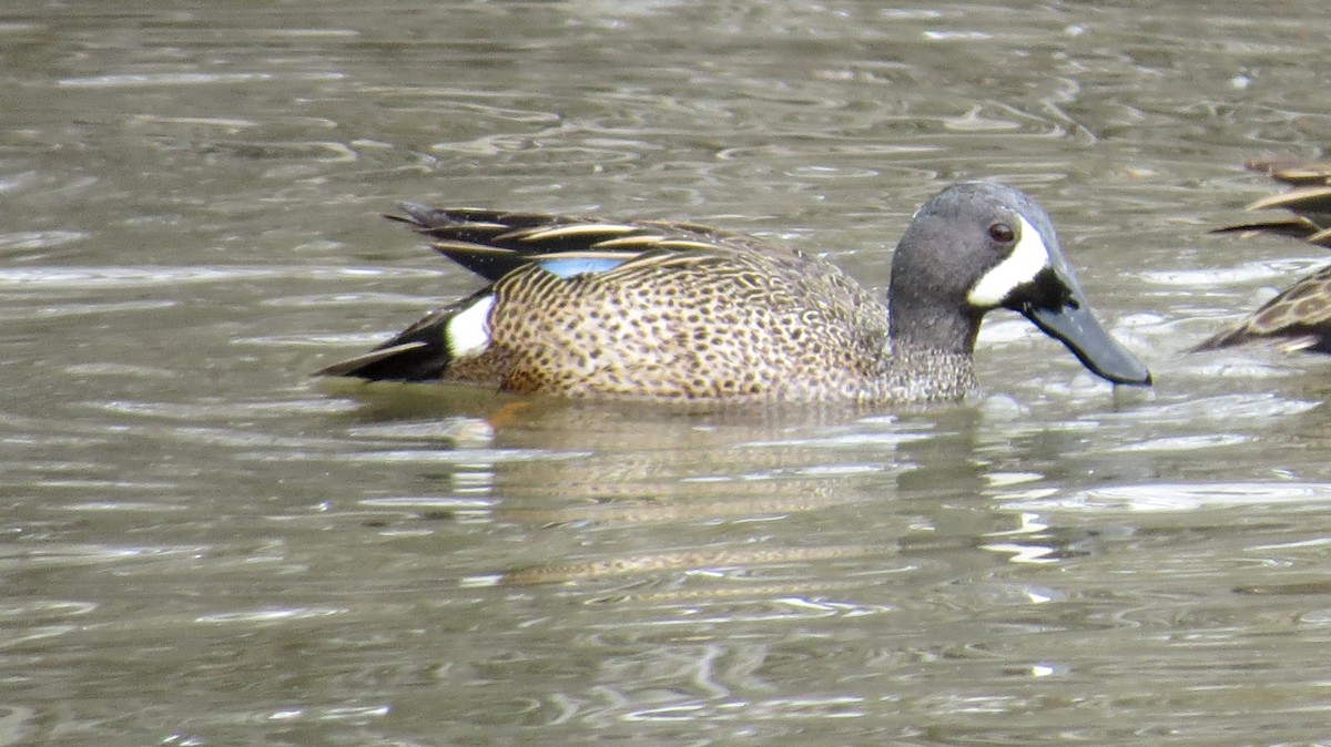 Blue-winged Teal - Merri R