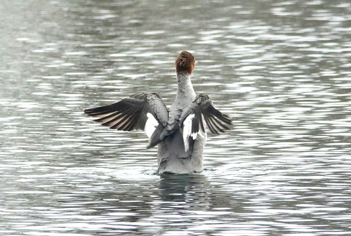 Common Merganser - ML430578691