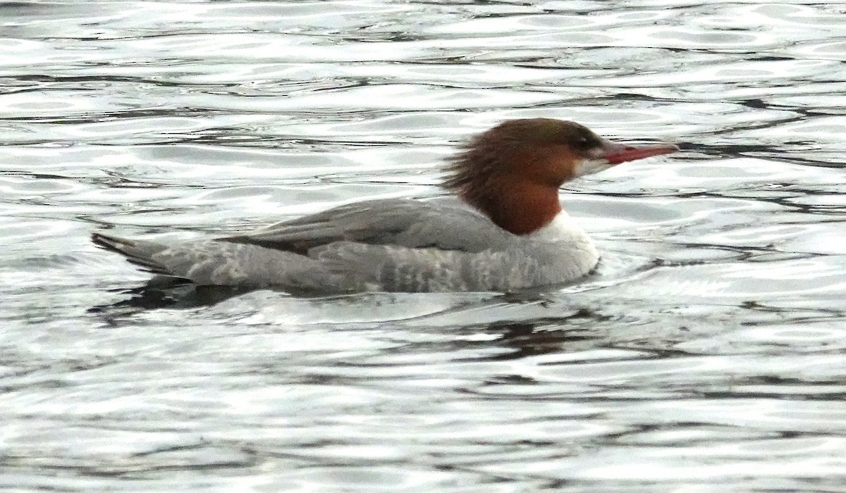 Common Merganser - ML430578911