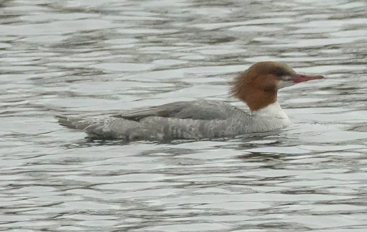 Common Merganser - ML430579061