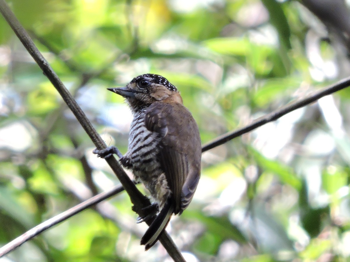 Ochre-collared Piculet - ML430579631