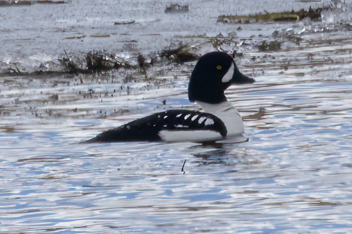 Barrow's Goldeneye - ML430581101