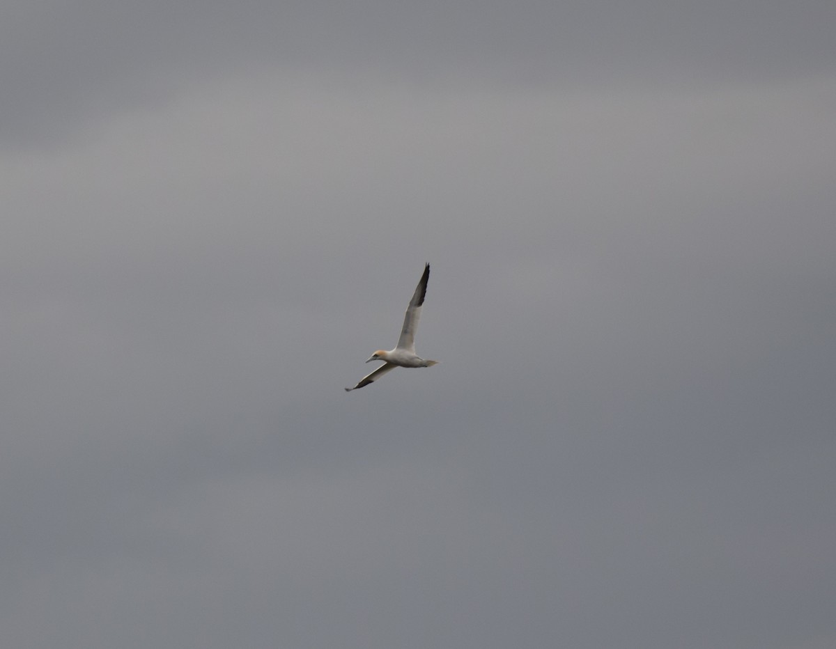 Northern Gannet - ML430587471