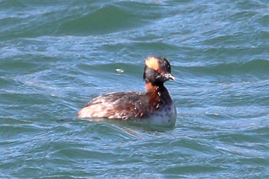 Horned Grebe - ML430587491