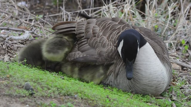Canada Goose - ML430587981