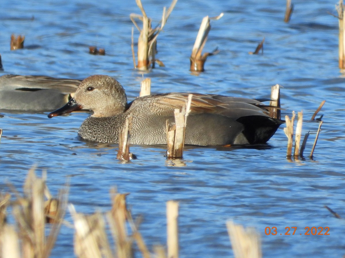 Gadwall - Kurt Emmert  🦆