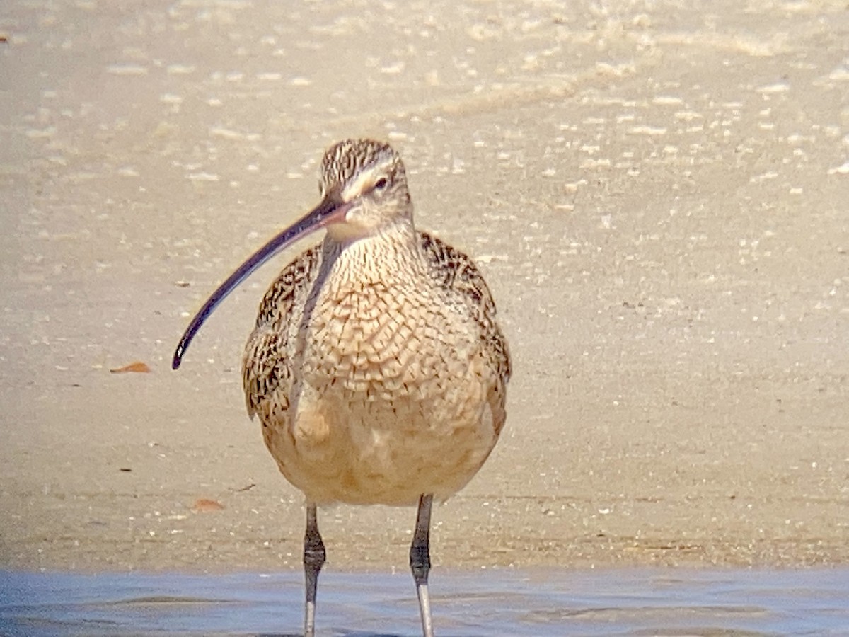 Long-billed Curlew - ML430591771