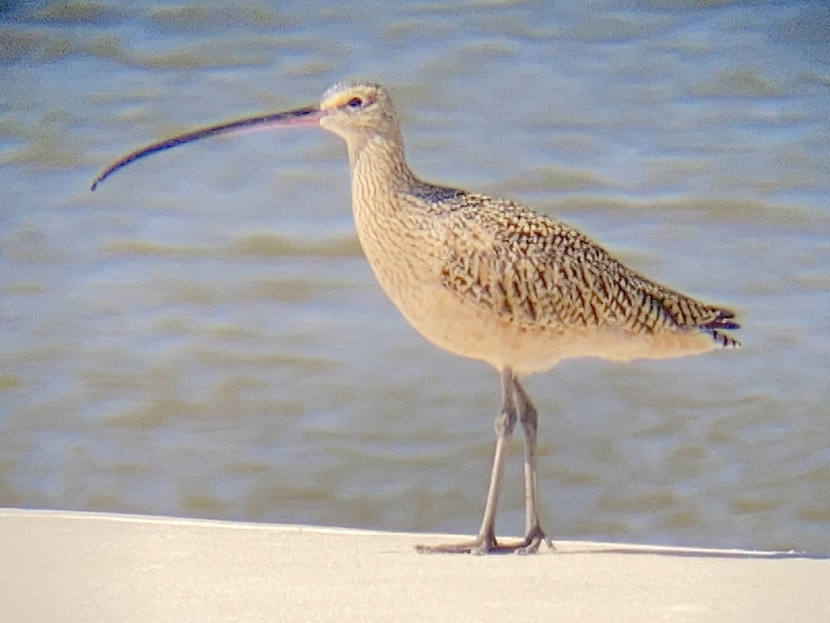 Long-billed Curlew - ML430591781