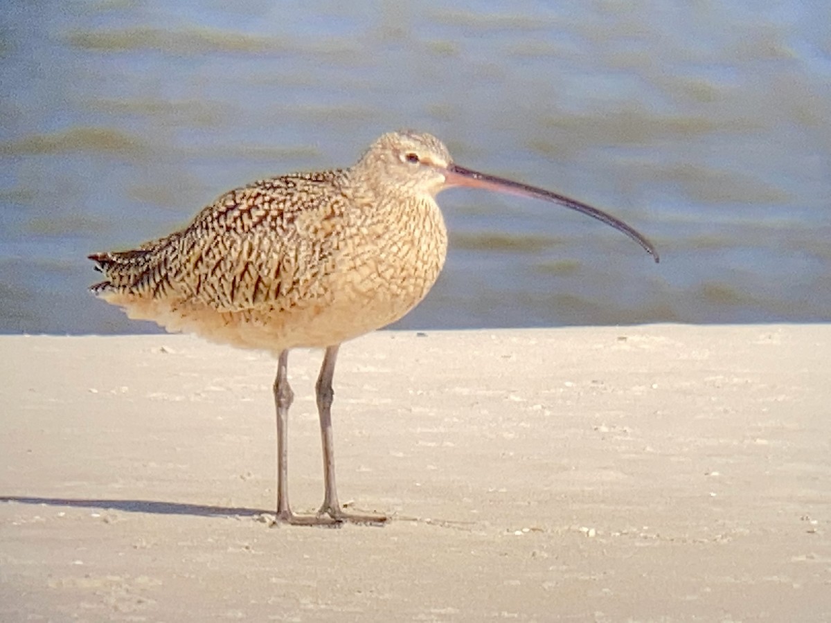 Long-billed Curlew - ML430591791