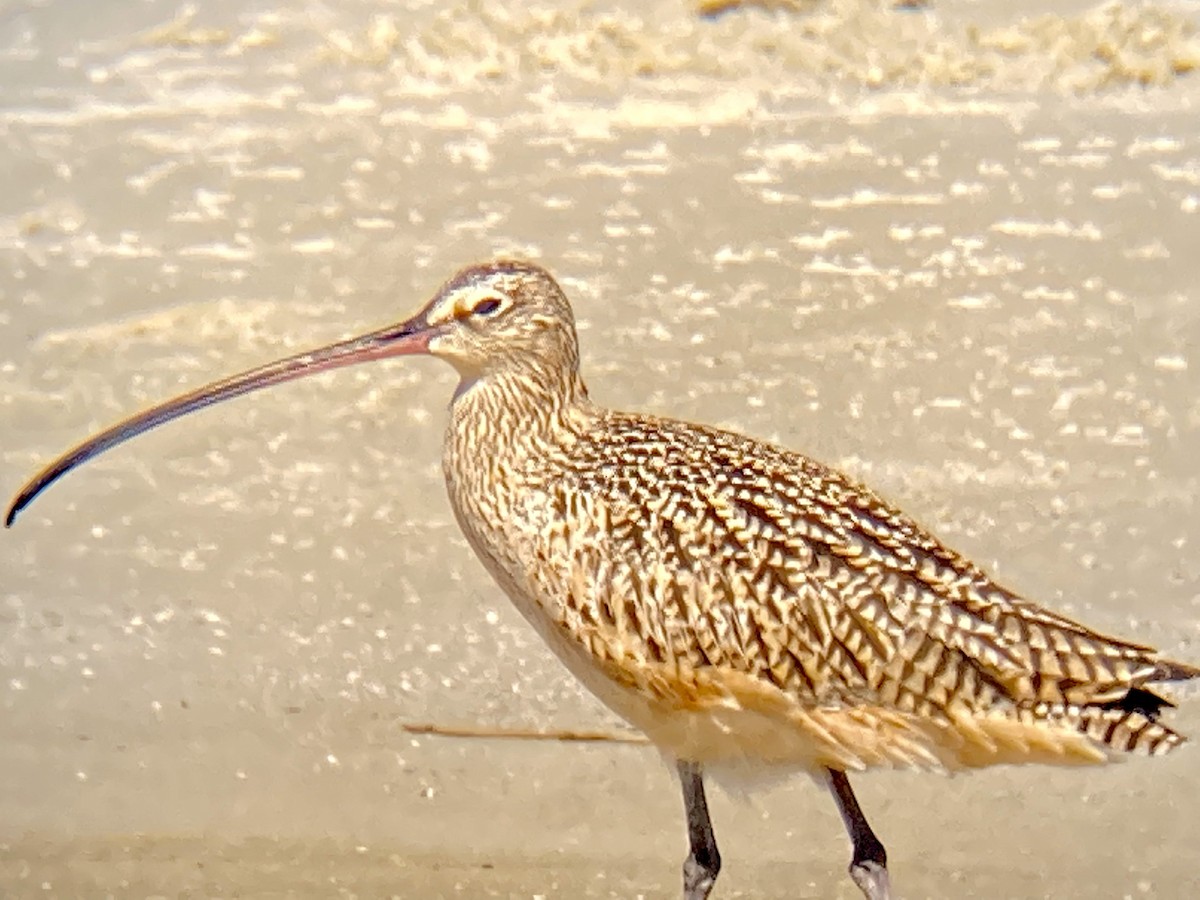 Long-billed Curlew - ML430591801