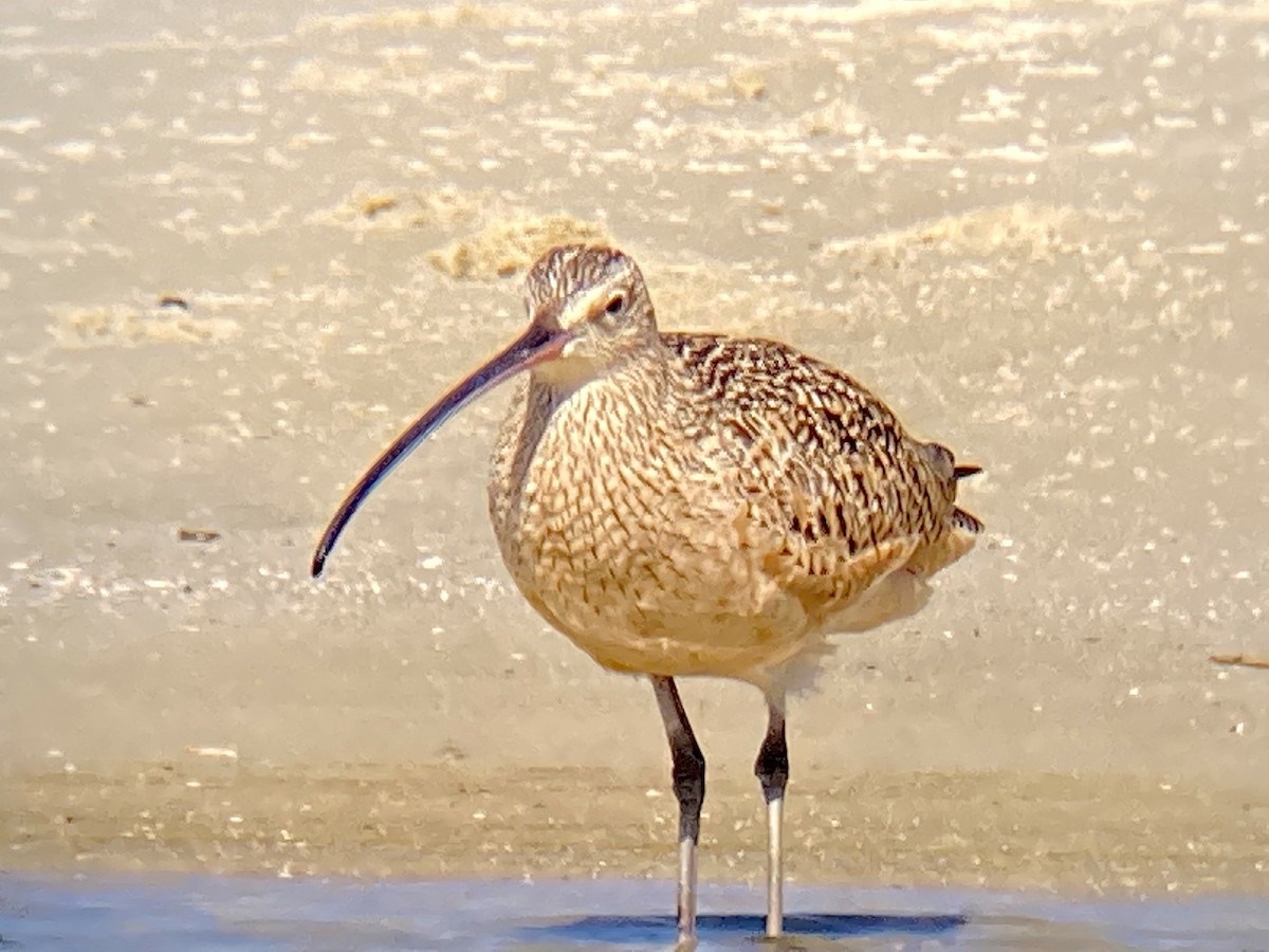 Long-billed Curlew - ML430591811