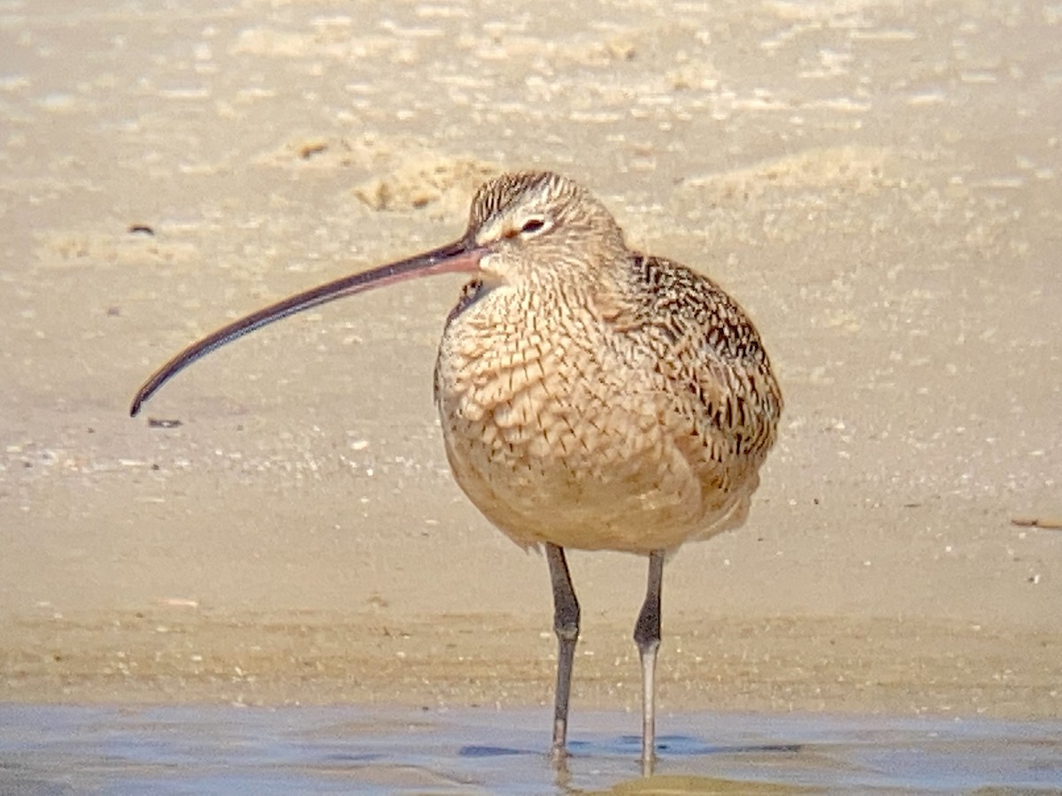Long-billed Curlew - ML430591821