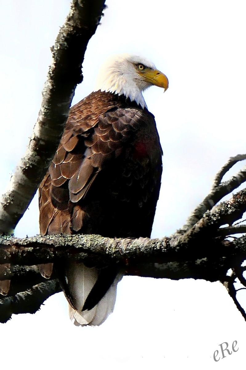 Bald Eagle - ML430592161