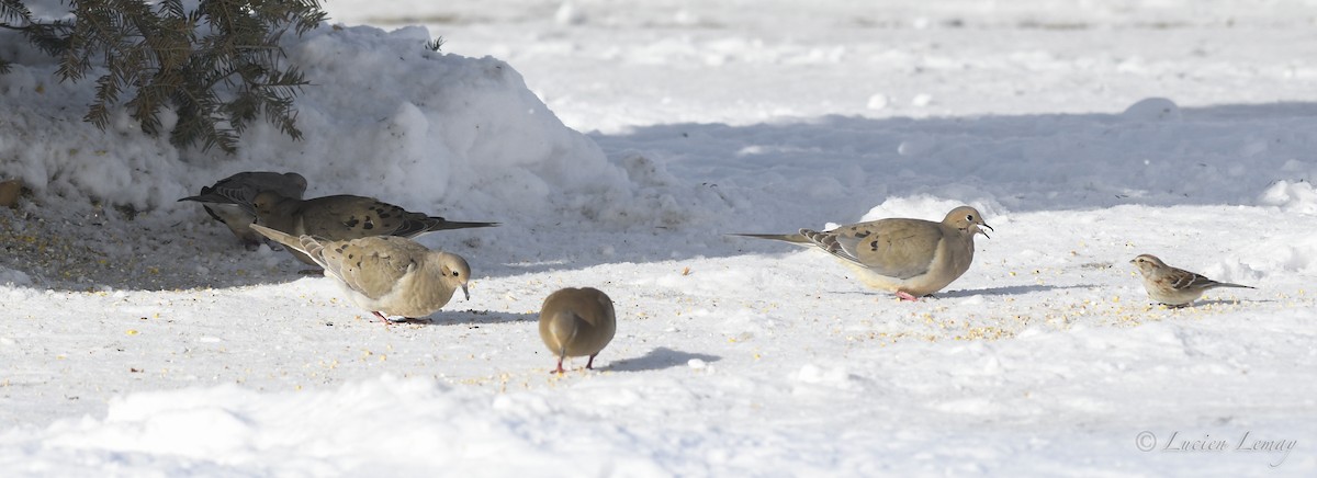 Mourning Dove - Lucien Lemay