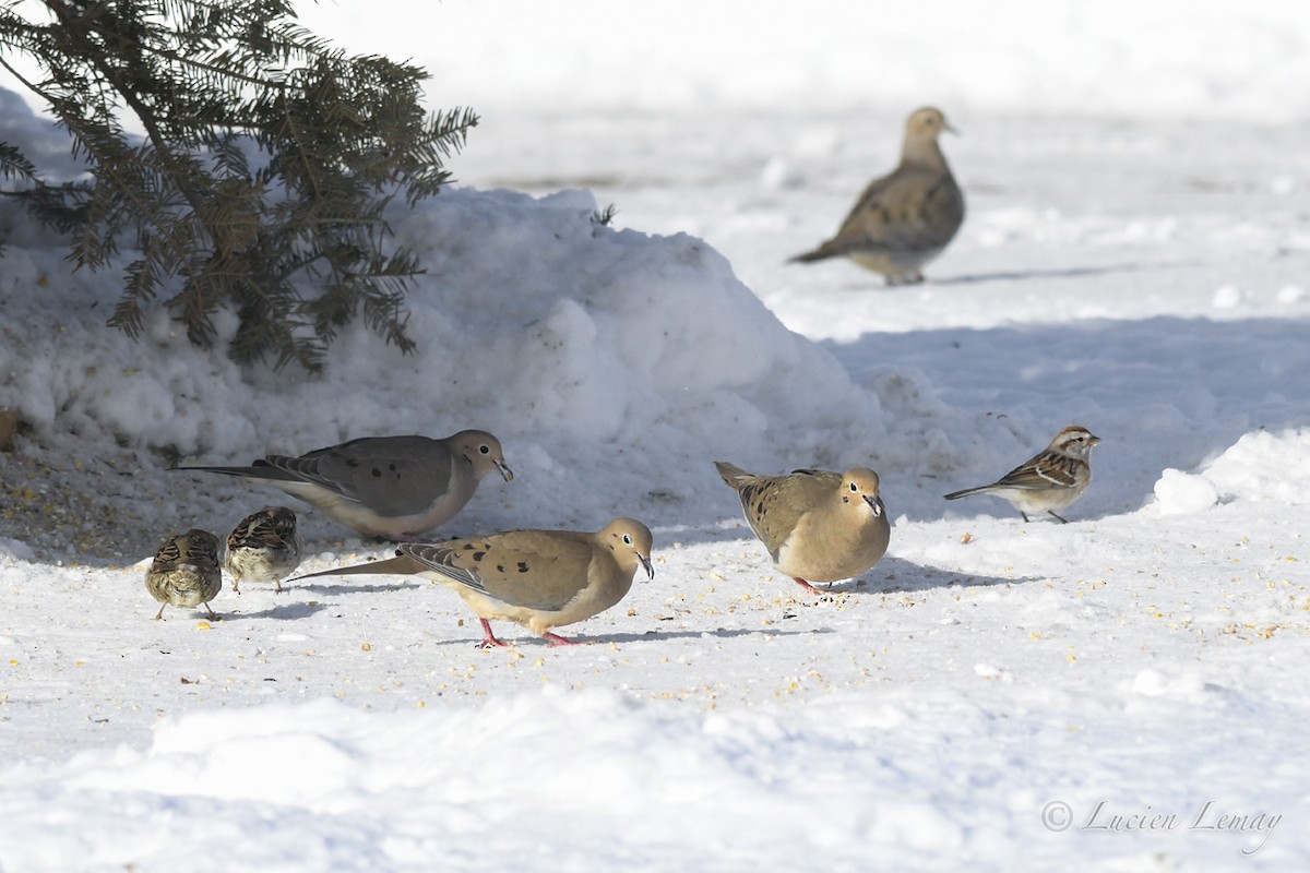 Mourning Dove - Lucien Lemay