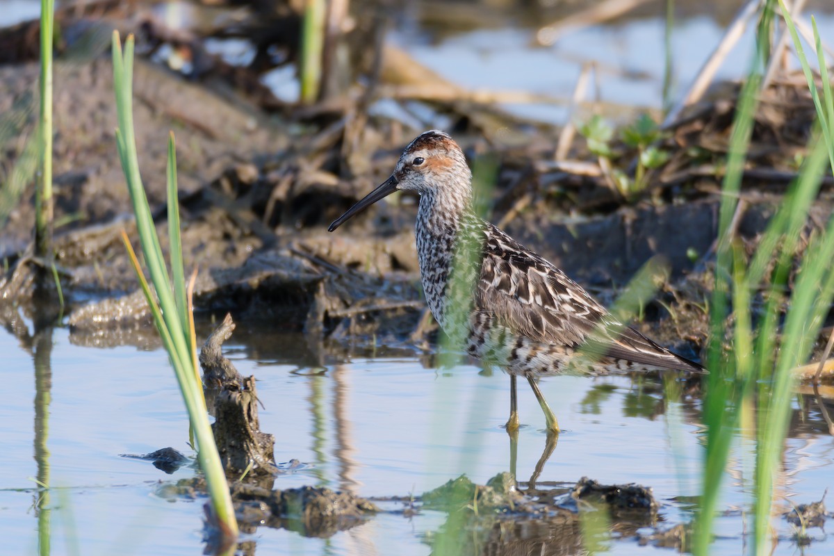 Stilt Sandpiper - ML430594921