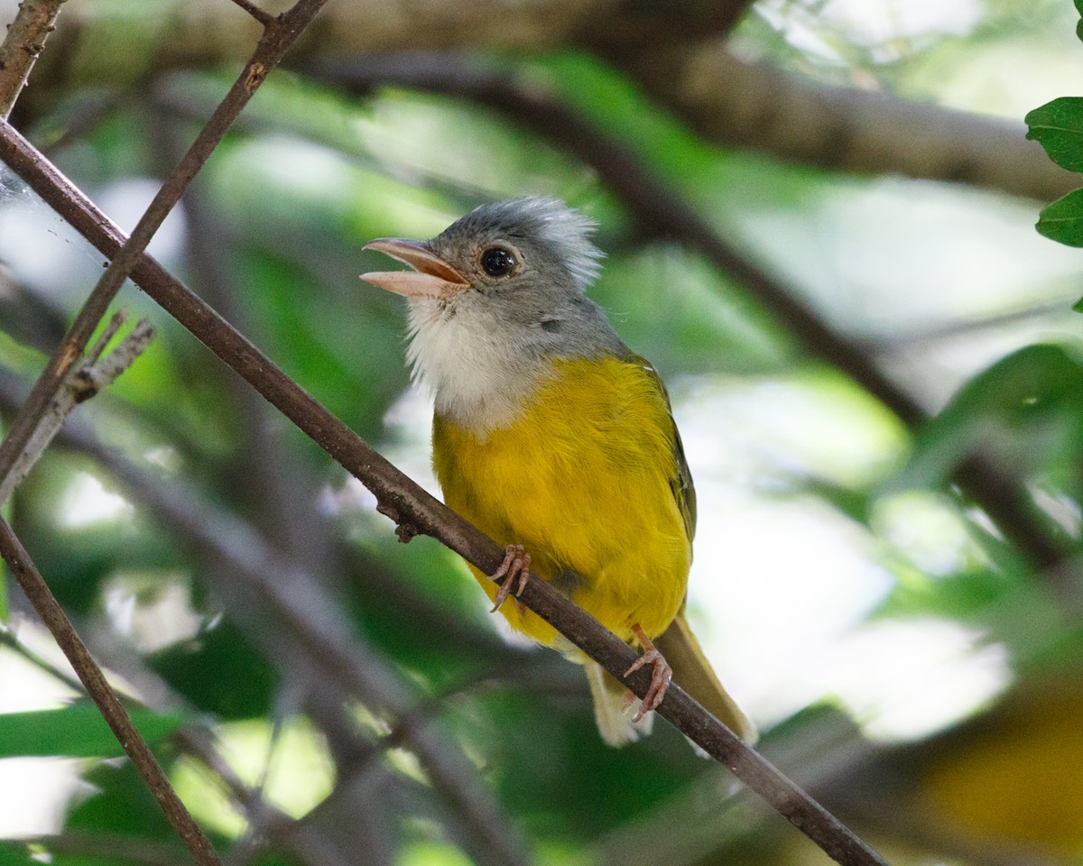 Gray-headed Tanager (Gray-headed) - ML430594961