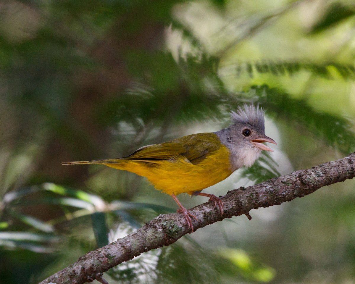 Gray-headed Tanager (Gray-headed) - ML430594981