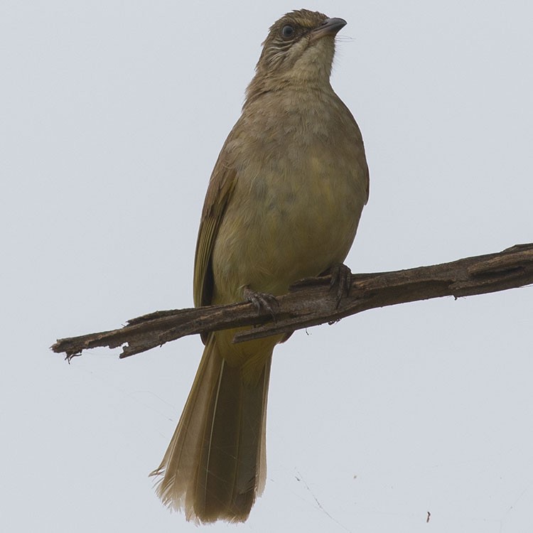 Streak-eared Bulbul - ML430597251