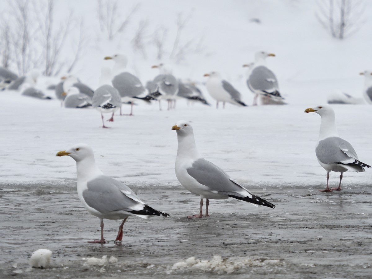 Herring Gull - Bruce Gates