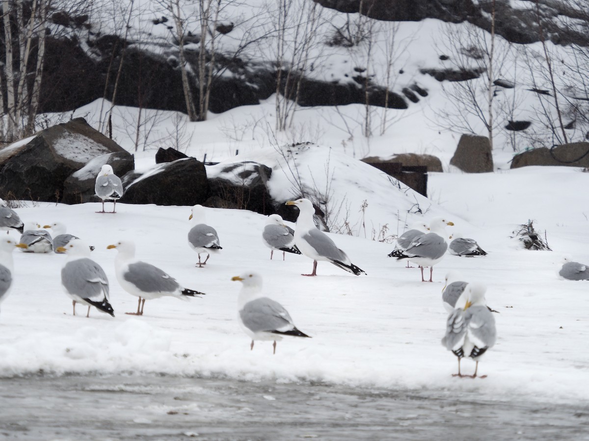 Herring Gull - ML430598751