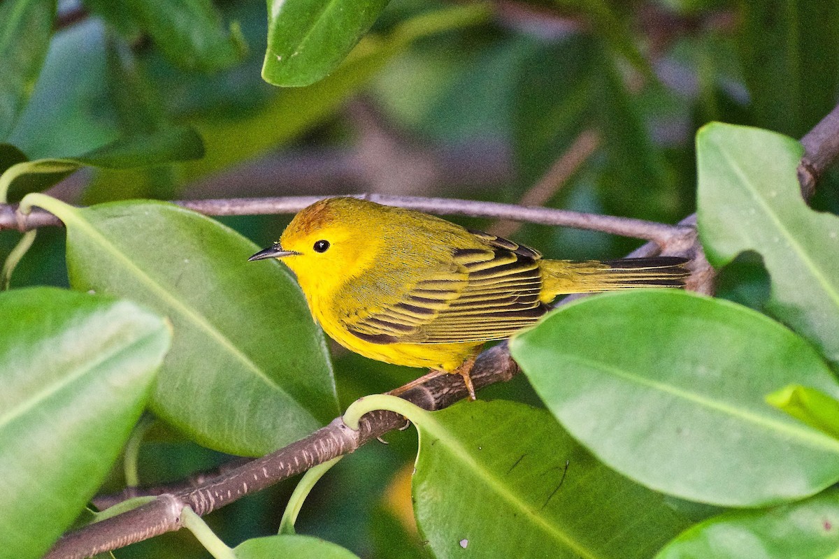 Northern/Mangrove Yellow Warbler - ML430600151