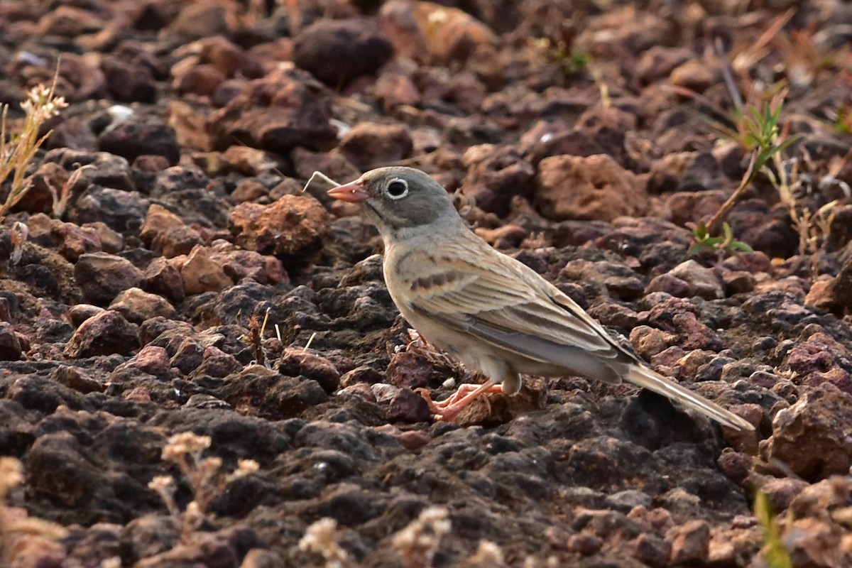 Gray-necked Bunting - Pushpa C R