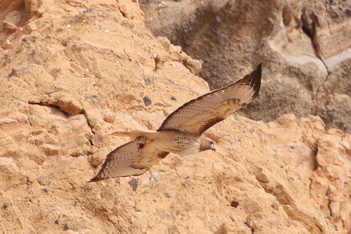 Red-tailed Hawk - ML430601991