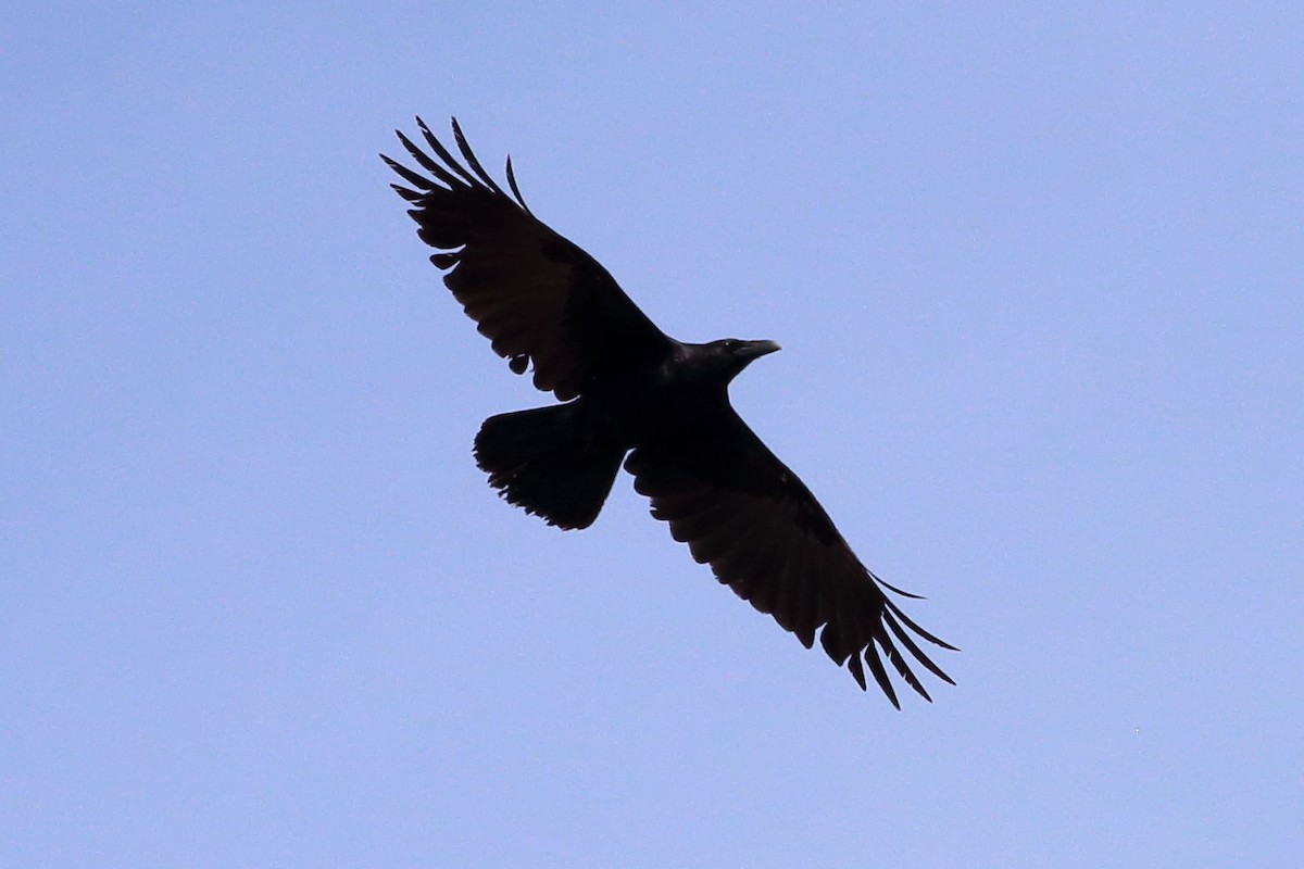 Common Raven - ML430602341